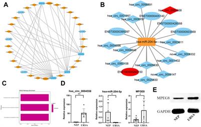 Comprehensive Analysis of circRNAs, miRNAs, and mRNAs Expression Profiles and ceRNA Networks in Decidua of Unexplained Recurrent Spontaneous Abortion